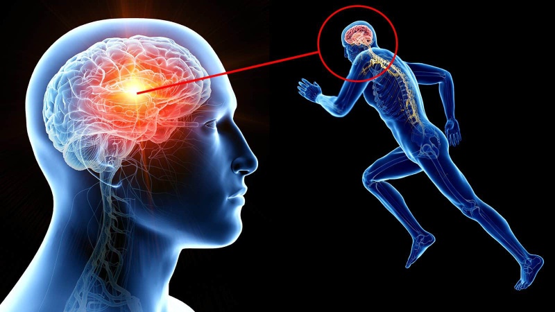 تاثیر فعالیت بدنی بر سلامت مغز: کاهش خطر بیماری‌ های عصبی و روان‌ شناختی