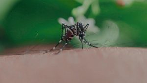 افزایش پشه آئدس ناقل تب دنگی در مازندران؛ هشدار به مردم و ضرورت پیشگیری