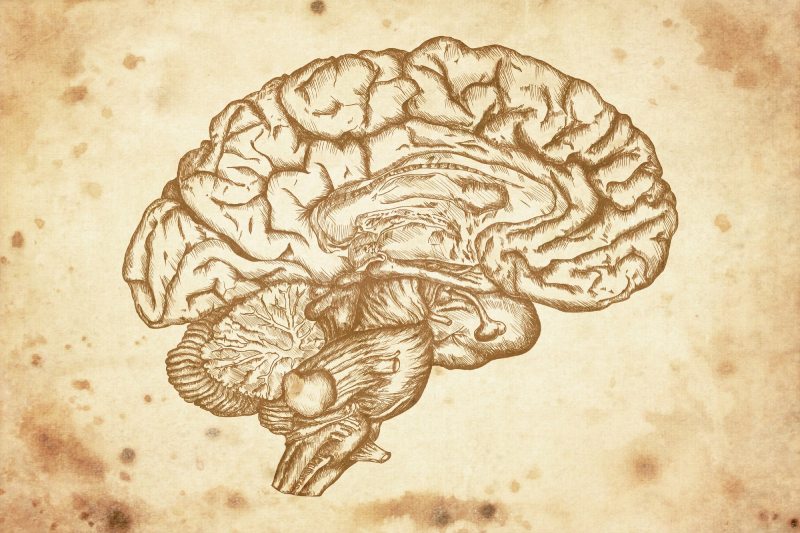 اوج ذهن در شصت سالگی؛ مغز انسان در میانسالی به شکوفایی می‌ رسد