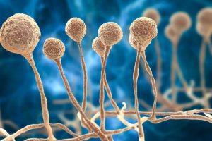 مصرف خودسرانه پمادهای کورتونی، عامل اصلی گسترش قارچ پوستی در کشور