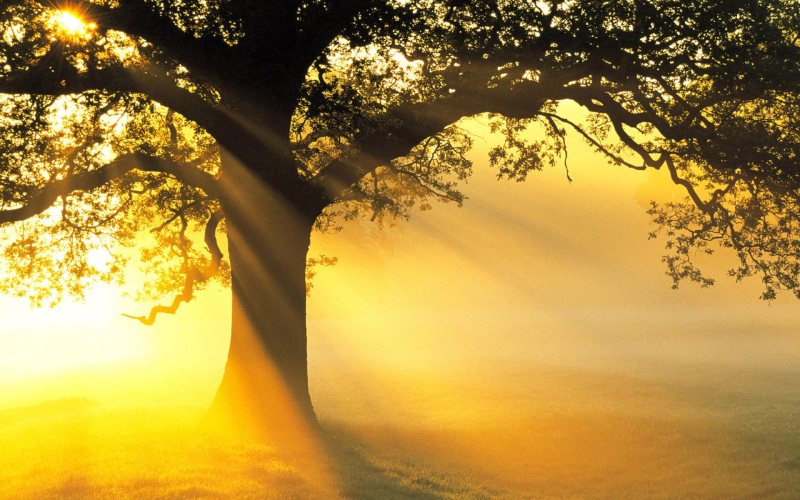 نور فصلی، حافظه و عملکرد شناختی