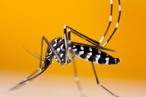 گسترش تب دنگی: هشدار نسبت به فعالیت پشه آئدس در شمال و جنوب کشور