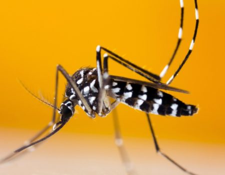 گسترش تب دنگی: هشدار نسبت به فعالیت پشه آئدس در شمال و جنوب کشور