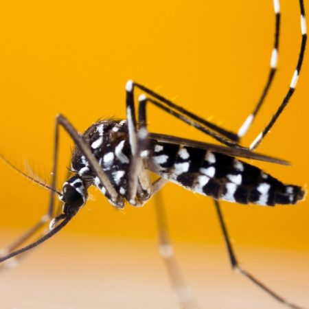 گسترش تب دنگی: هشدار نسبت به فعالیت پشه آئدس در شمال و جنوب کشور