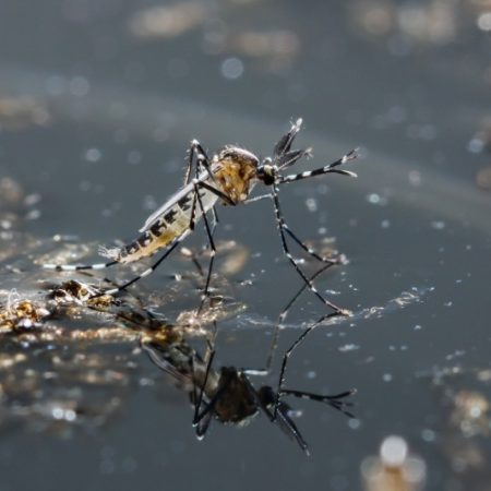 شیوع چهار بیماری خطرناک پس از بارندگی؛ راهکارهای پیشگیری و کنترل پشه آئدس