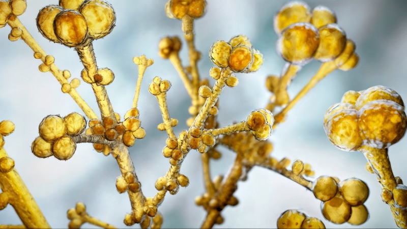 تغییرات اقلیمی و ظهور کاندیدا اوریس