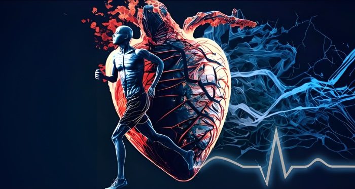 نقش ورزش منظم در بازسازی شبکه عصبی قلب