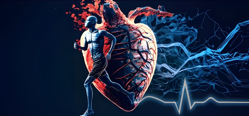 نقش ورزش منظم در بازسازی شبکه عصبی قلب
