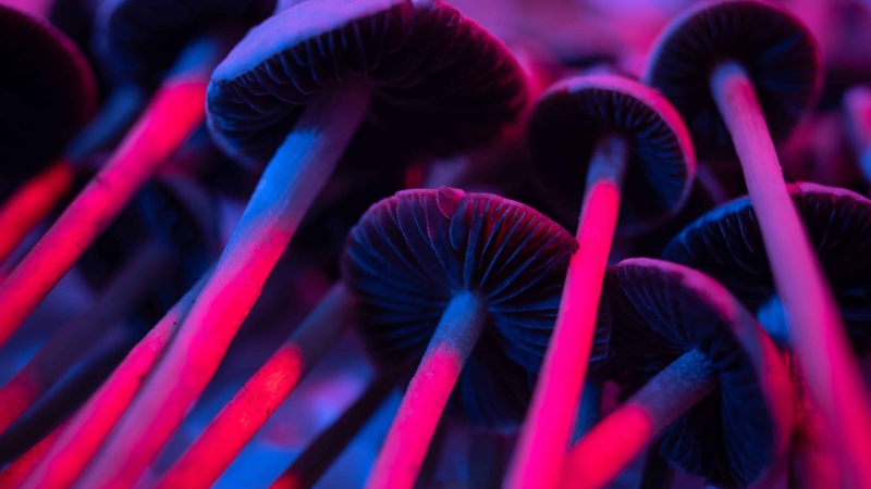 احساس یکی شدن با محیط با قارچ سیلوسایبین