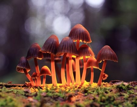 قارچ سیلوسایبین چگونه مرز میان خود و جهان را در مغز کمرنگ می کند؟